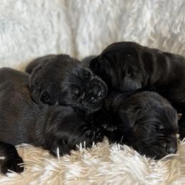 Cane Corso Puppies from The Dorado Ranch