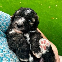 Chase - Sable male Bernedoodle puppy in Holt, Missouri from Mindys Doodles