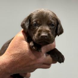 Woodie - Chocolate male Labrador Retriever puppy in Isle, Minnesota from Dog Ear Outfitters