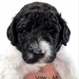 Vow - Parti male Poodle puppy in Greenwich, New York from MizzElle’s Standard Poodles