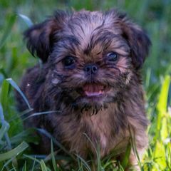 Brussels Griffons from NoK NoK Brussels Griffons