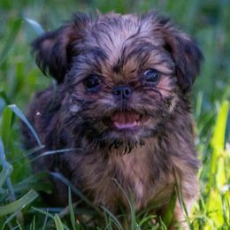 Brussels Griffons from NoK NoK Brussels Griffons