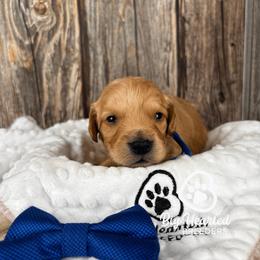 Lucky - Red male Companion Cross puppy in Utah County, Utah from Big Hearted Breeders