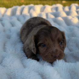 Bingo - Dapple female Dachshund puppy in Huffman, Texas from Alex's Dachshunds