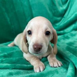AKC Tadhg (Tyg) - Cream female Dachshund puppy in Memphis, Tennessee from River City Doxies
