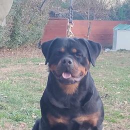 Wilda - Black and mahogany female Rottweiler puppy in Hamburg, New York from World Class Rottweilers And French bulldogs