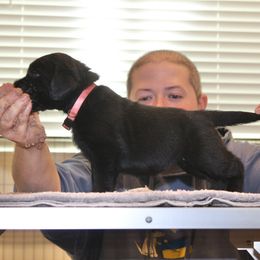 Female 3 - Black female Labrador Retriever puppy in Murrieta, California from The Golden Leash Kennels