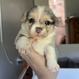 Constantine - Blue merle and white male American Corgi puppy in Garland, Texas from Barker's Corgis
