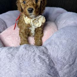 Judy - Red  female Goldendoodle puppy in Miami, Florida from Magdoodles