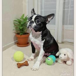 Dallas - Boston Terrier