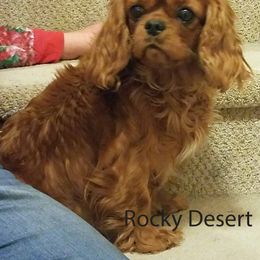 Cavalier King Charles Spaniel, Cavapoo, and Poodle All Grown Up from Rocky Desert Goldens and Cavaliers