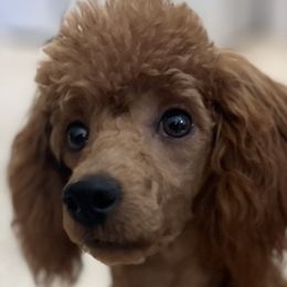 Fancy - Poodle