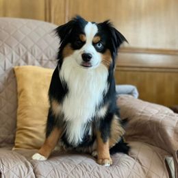 Roo - Toy Australian Shepherd