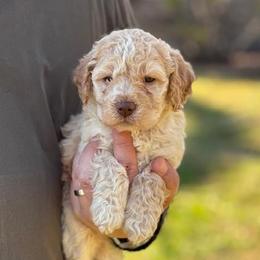 Girl 1 - Orange female Lagotto Romagnolo puppy in Sugar Valley, Georgia from Pinnacle Farm and Kennel