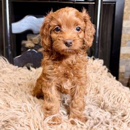 Sydney - Red  female Goldendoodle puppy in Tyner, Kentucky from Good Dog Doodles