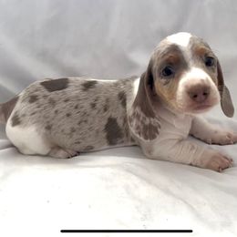 Boy 2 - Dapple male Dachshund puppy in Silver Springs, Florida from DeMarsh's Dachshunds