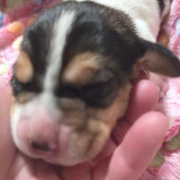 6 Yellow collar - Black brown and white female Basset Hound puppy in Moore, Oklahoma from Boomer Basset Hound Babies