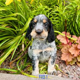 RB1 - Tri-Roan male English Springer Spaniel puppy in Britton, South Dakota from K&S Canines