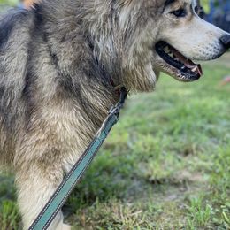 Siberian Huskies from Gilkey’s Small Town Huskies