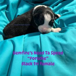 Porsche - Black tri-color female Australian Shepherd puppy in Muncie, Indiana from Gemfire Australian Shepherds