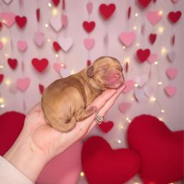Penelope - Apricot female Cavapoo puppy in 77304, Texas from Little Valley Puppies