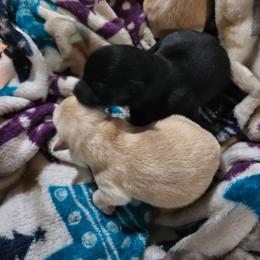 Cream girl B - Cream female Schipperke puppy in Alcester, South Dakota from Dakota Dreamin Schipperkes