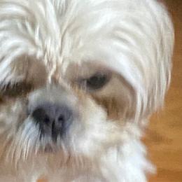 Diva - Shih Tzu