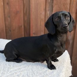 Kryze - Dachshund