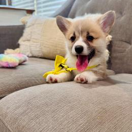 Lulu's Yellow Girl - Red female Pembroke Welsh Corgi puppy in Vilonia, Arkansas from Lucky Pups Corgis