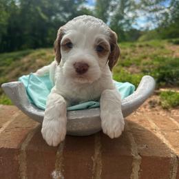 Cadbury - Parti female Goldendoodle puppy in Taylorsville, North Carolina from Doggone Dixie Doodles