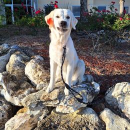 Lillie - Golden Retriever
