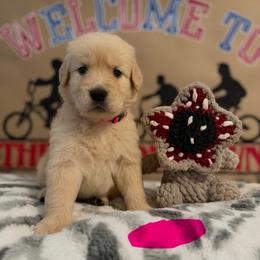 Eleven - Golden female Golden Retriever puppy in Duncan, South Carolina from Glimmer Goldens