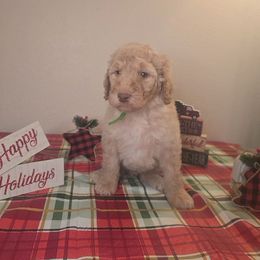 Green boy - Caramel cream male Labradoodle puppy in El Paso, Texas from My Cuddly Doodles