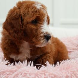 Ollie - Red  male Goldendoodle puppy in Apopka, Florida from Rae Precious Puppies