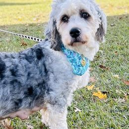 Tinley - Bernedoodle