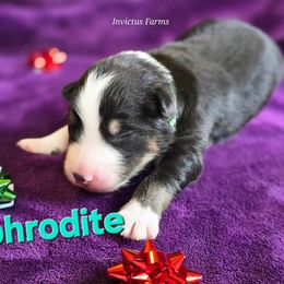 Aphrodite - Black tri-color female Australian Shepherd puppy in Smithfield, Utah from Invictus Farms