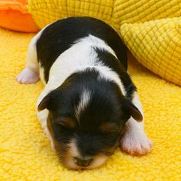 Scout 3500 - Black tan and white female Biewer Terrier puppy in Douglas, Georgia from Heartland small breeds