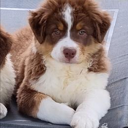 Boy 3-Yellow Collar - Red tri-color male Australian Shepherd puppy in North Jackson, Ohio from Shadowood Australian Shepherds