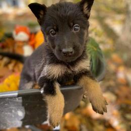 German Shepherd Puppies from North Mountain Kennels