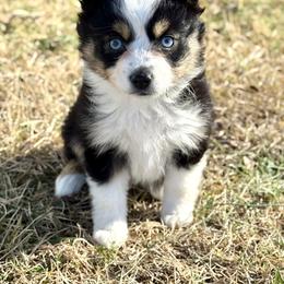 Tink - Black tri female Toy Australian Shepherd puppy in Puryear, Tennessee from A&W Toy Aussies