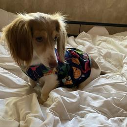 Mollie - Dachshund