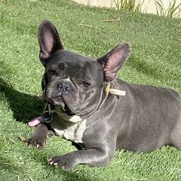 Myra - French Bulldog
