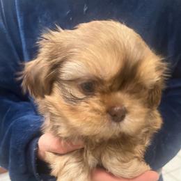 Mr Bradley - Red and tan male Shih Tzu puppy in Kane, Pennsylvania from Pumpkin Patch Imperial Shih Tzus