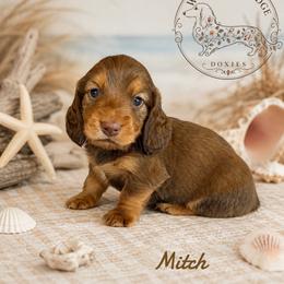 Mitch - Red male Dachshund puppy in Riverton, Wyoming from Wild Rose Ridge Doxies