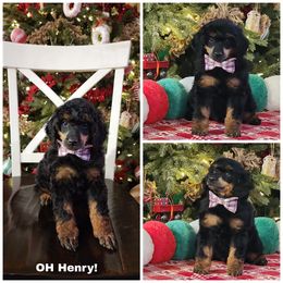 Oh Henry - Phantom male Poodle puppy in Elma, Washington from Joyful Paw Poodles