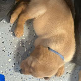 Blue - Yellow male Labrador Retriever puppy in Wayne, Oklahoma from Deniece & Travis Hawkins