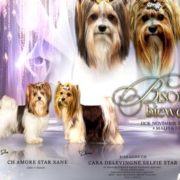 Biewer Terrier puppies from Bisou Biewers