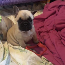 Tessie - Fawn female French Bulldog puppy in Daviess County, Kentucky from Blissful Euro Boxers & French Bull Dogs