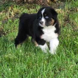 SHADOW - Black tri-color male Australian Shepherd puppy in Spencerville, Ohio from Awesome Wigglin Aussies