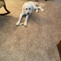 Goldendoodle All Grown Up from Goldenvalley Doodles